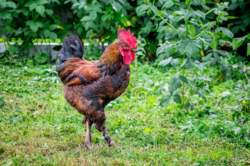 The brown cock goes around the garden of the farm. Growing of poultry_
