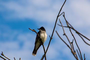 An eastern kingbird perched on a branch