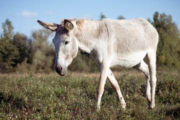 gray donkey walking