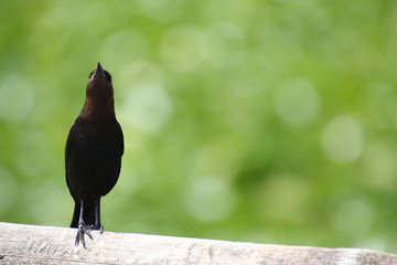 A European starling perched on a wooden fence railing