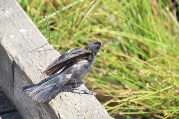 A red winged blackbird sitting on the edge of a dock
