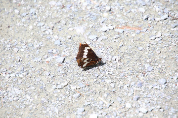 Fototapeta na wymiar A closeup of a brown and white moth