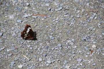 A closeup of a brown and white moth
