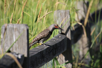 A northern flicker perched on the wooden railing
