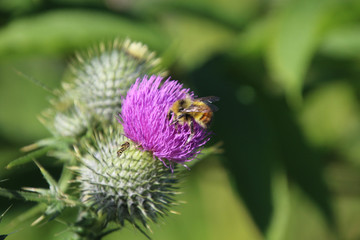 A hornet trying to go to the same purple blossom to pollinate as a bee