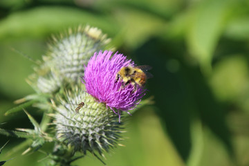 A hornet trying to go to the same purple blossom to pollinate as a bee