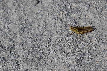 A closeup of a grasshopper