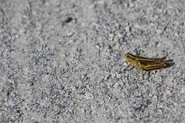A closeup of a grasshopper
