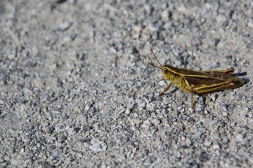 A closeup of a grasshopper