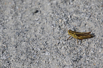 A closeup of a grasshopper