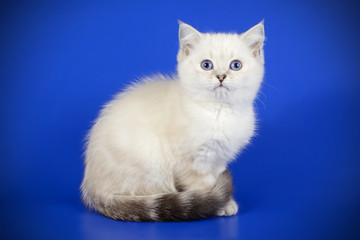 Scottish straight shorthair cat on colored backgrounds