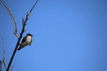 An eastern kingbird perched on a branch