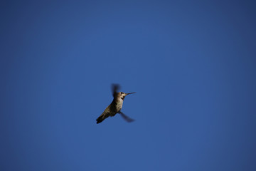 An Anna's hummingbird flying and hovering in place