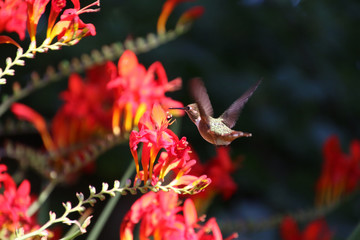 An Anna's hummingbird eating from a red picture like blossom