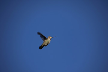 An Anna's hummingbird flying and hovering in place
