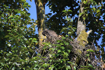 A young bald eagle sitting on the edge of a nest