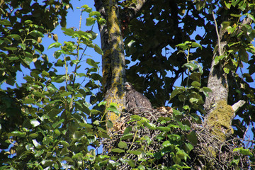 A young bald eagle sitting on the edge of a nest
