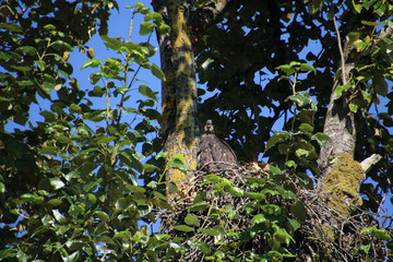 A young bald eagle sitting on the edge of a nest