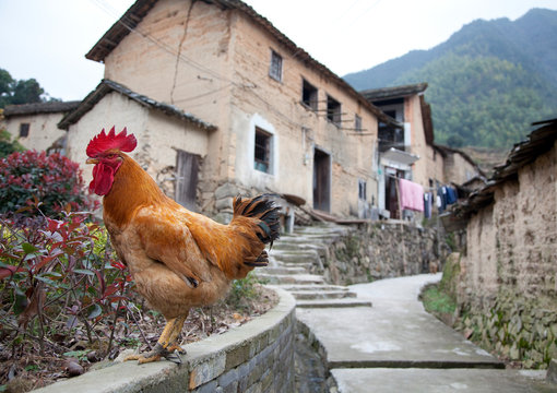 Rooster Perched on a Roadside Wall