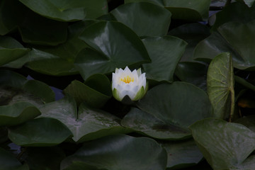 A white water lily with a yellow center