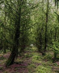 Green Forest of Evergreen Moss Trees in Spring
