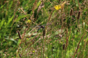 A dragon fly perched on a grass seed head