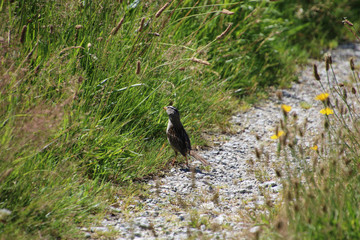 A bird standing on a trail in a meadow