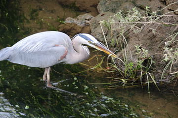 A great blue heron with a fish in its beak