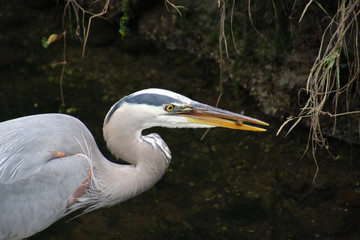 A closeup of a blue herons head