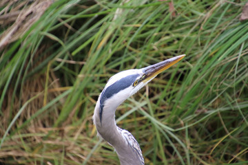 A closeup of a blue herons head