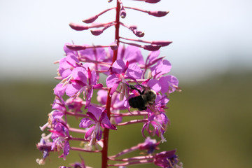Fototapeta premium A bee pollinating a purple plant