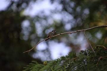 An Anna's hummingbird sitting on a bare branch
