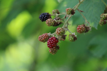 A closeup of some blackberries