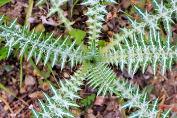 Chardon (Cirsium, Plante, mauvaise herbe, jardin)