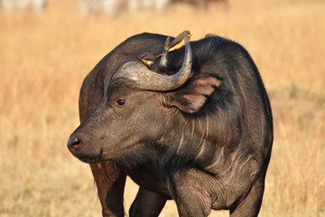 Portrait of African Buffalo (Syncerus Caffer) with  yellow-billed Oxpeckers.