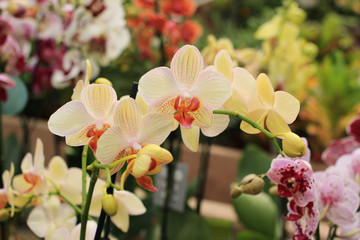 Delicate beige orchids bloom in the greenhouse.