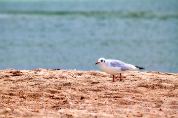 Lonely seagull on the sand near the sea shore