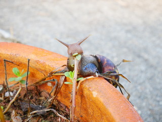 snail eatting