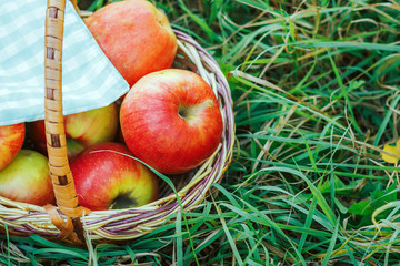 ripe red apples in a wicker basket on the grass
