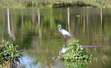 La garceta grande o garza blanca (Ardea alba).