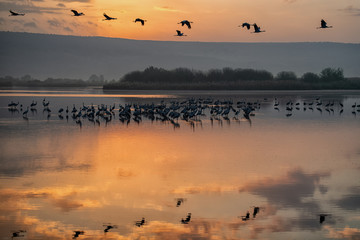 Hula Lake Sunrise