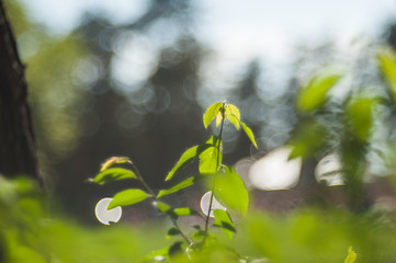 green foliage in summer