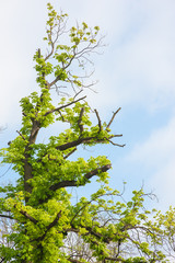 green foliage in summer