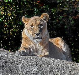 Lioness on the rock. Latin name - Panthera leo	