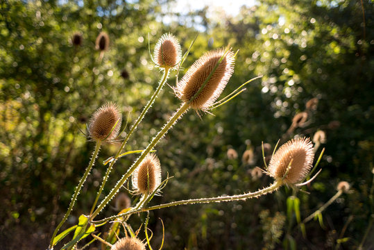 cardos borriqueros semillas y sol 