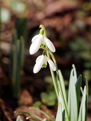 Galanthe des neiges ou Perce-neige - Galanthus nivalis