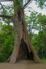 A large Bald Cypress tree with a cave like opening creating a hollow space inside the tree trunk located in a public park in Wimberley Texas