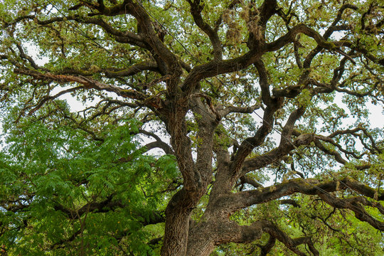 The large sprawling branches of a 100 to 300 year old majestic Live Oak Tree in Wimberley Texas reaches across the park to offer shade on a hot Summer day.