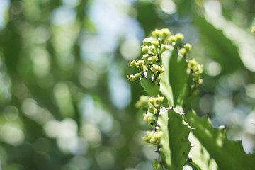 Close-up view of green fresh cactus with its flower at outdoor park in sunshine with blurred green background