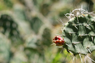A flower of opuntia cactus with green blury cactus background